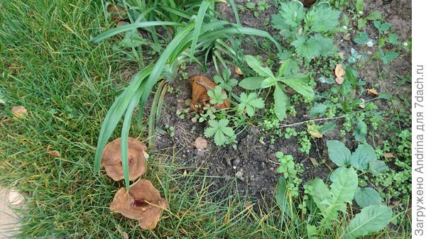 В этом году было огромное количество свинушек по всему участку. Они росли везде, даже под лилейниками. Подберезовик был всего один. И два красивых мухомора