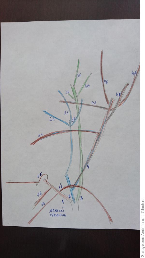 Левый стебель .