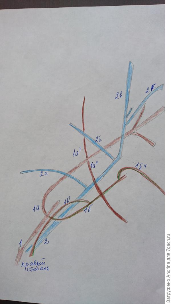 Правый стебель. Ветки вообще изогнулись дугой