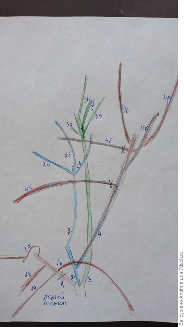 Предполагаемая обрезка