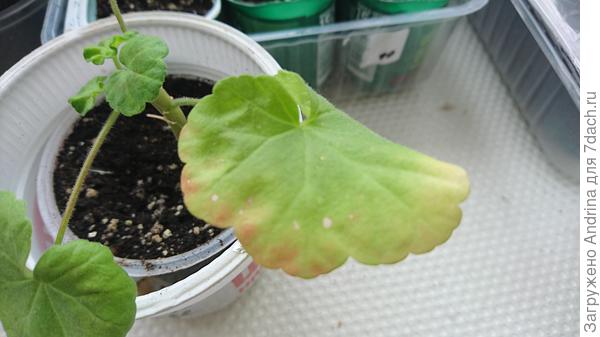 Что это может быть? Что посоветуете?