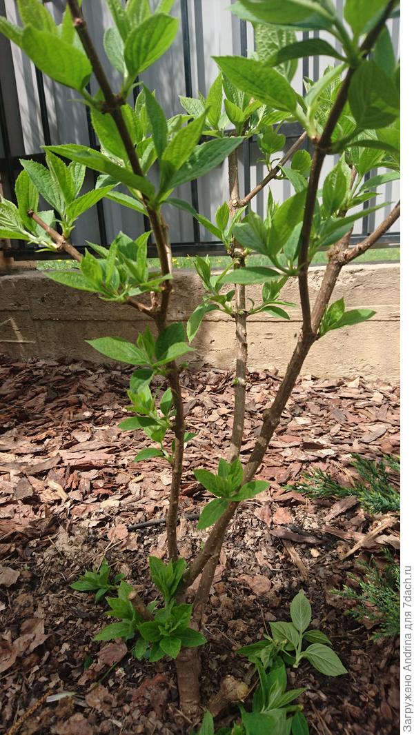 Немного проредила