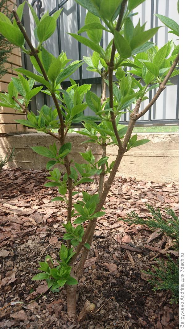 Вот так кучно пошли побеги