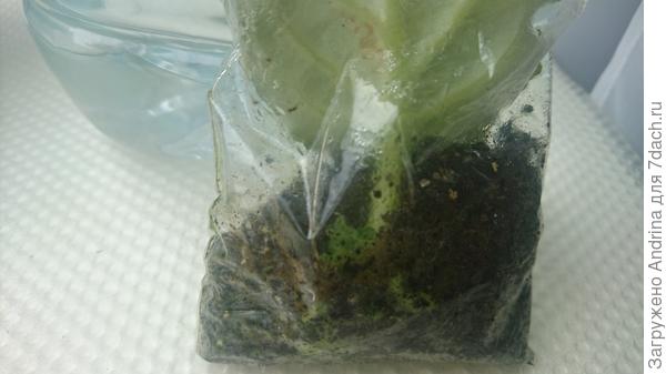 Через 2 месяца после посадки