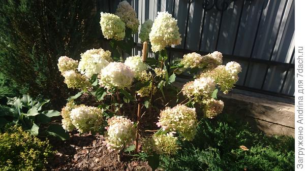 Вот такой вот получился.