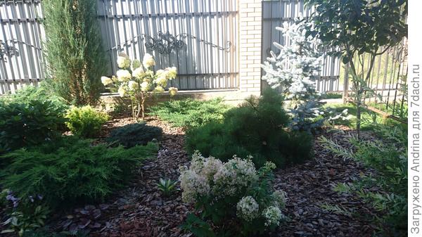 Вот так издалека. Но не очень высокий вырос. Где-то 1,20м