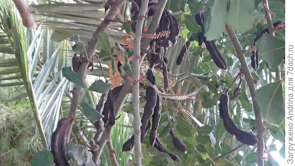 Это такие смешные плоды рожкового дерева