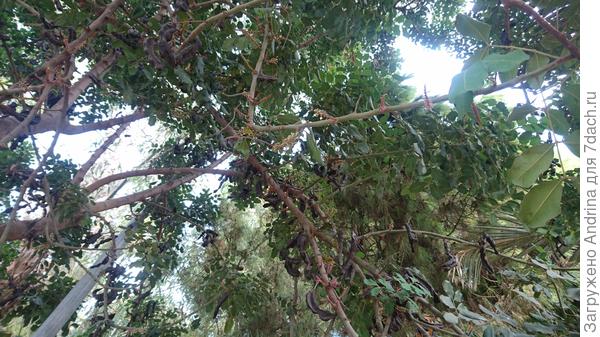 Вот такое оно огромное рожковое дерево