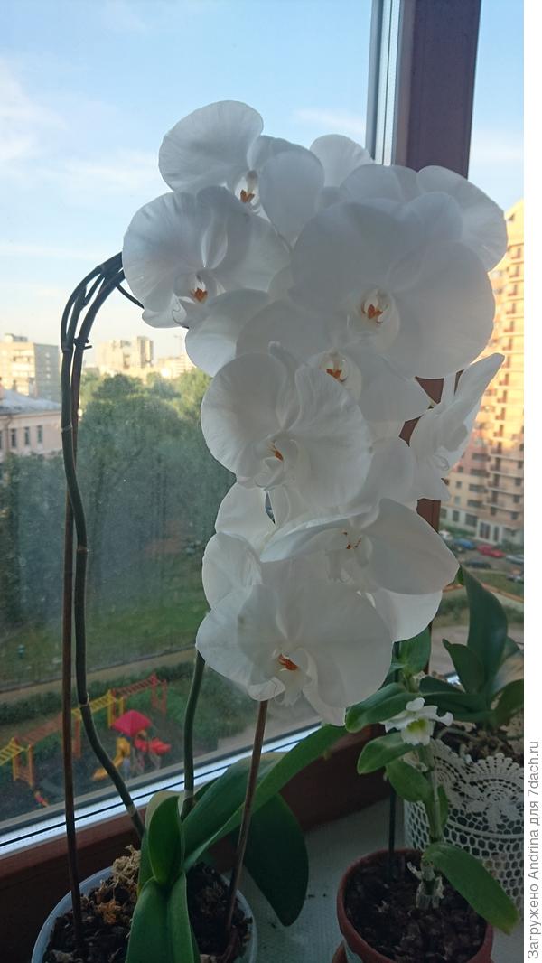 Его белая подружка