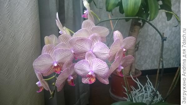 Вот он, мой первый цветок, уже через 7 лет