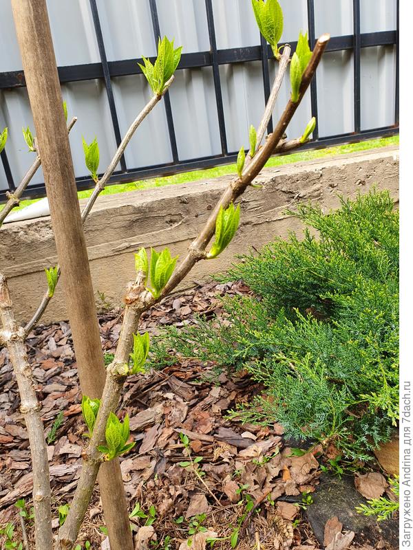 А вот ветка. с которой я растерялась... Нижние оставить или верхние?