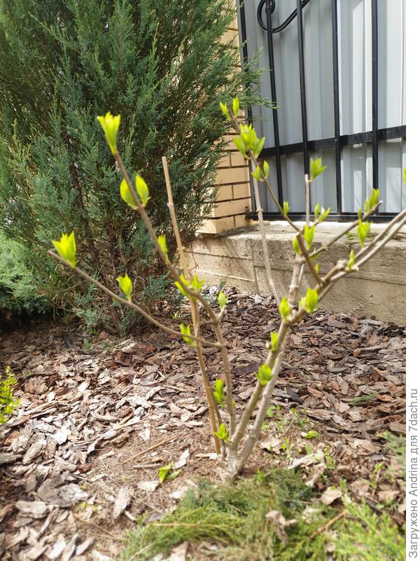А это общий вид. Подвязанная к палочке ветка прошлого года, надеюсь будет крепкой в этом году.