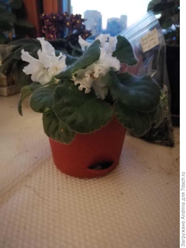Пластиковый горшок с нижним поливом