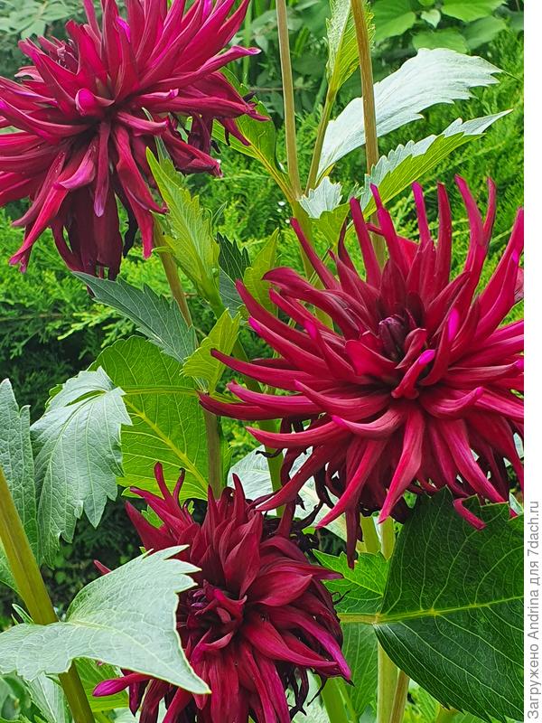 Георгина кактусовая Nuit d&#96;Ete