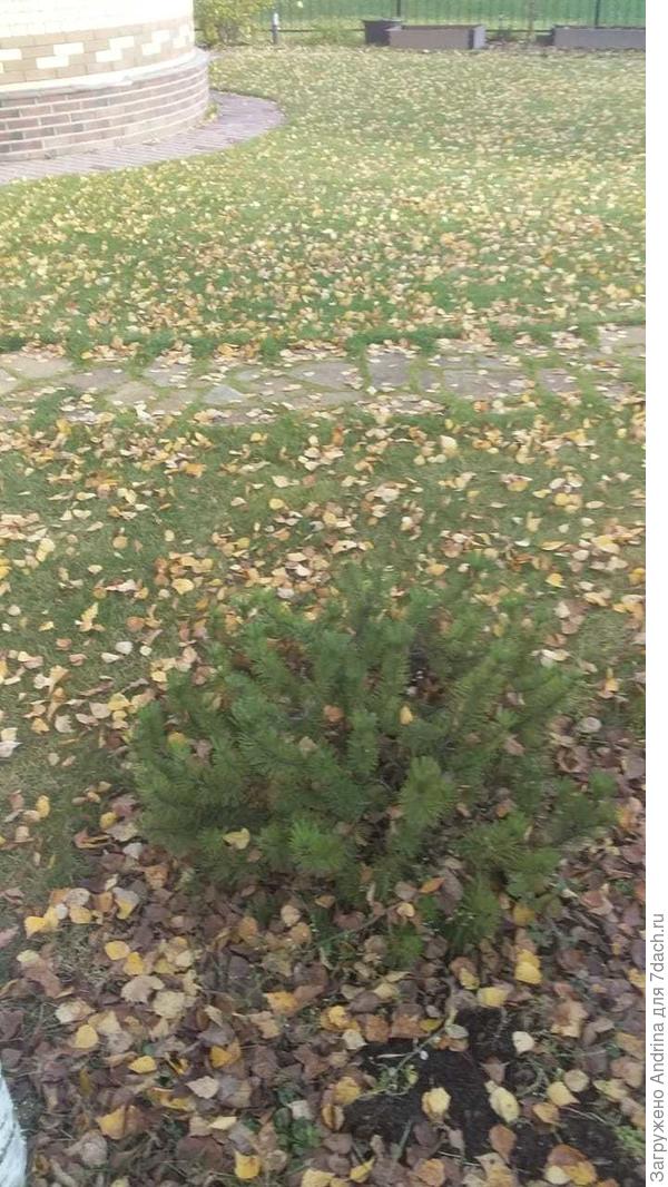 Газон вычистили вчера((. Кстати, сосна горная не дружит с березой