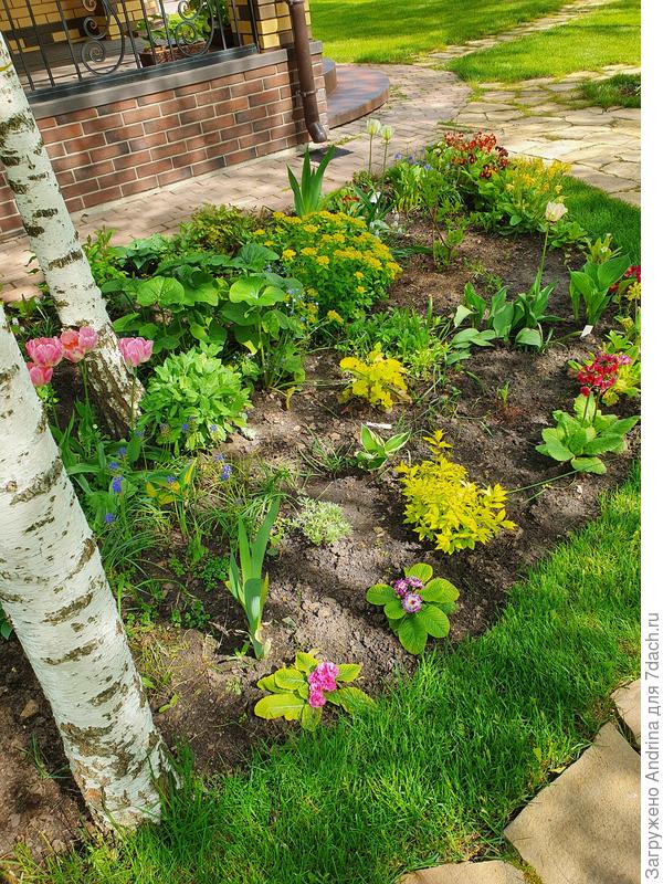 Прекрасно себя чувствуют первоцветы,луковичные,бруннера,молочай,ирисы,очитки