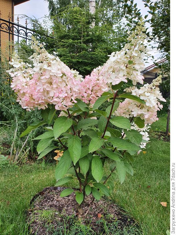 Канделайт в августе. Ему всего 3 года. Высота 1м