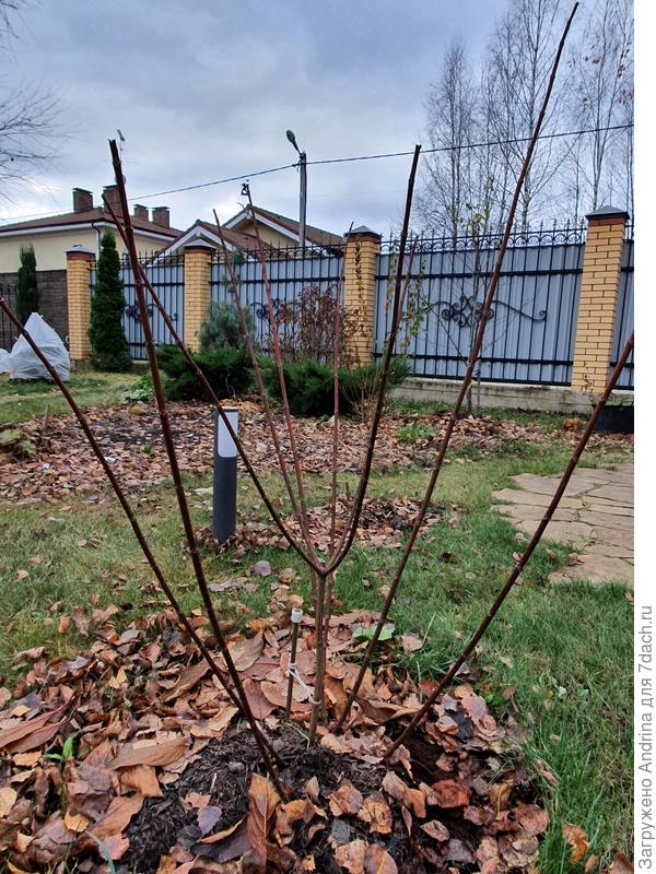 Пинки Винки осенью 2020г