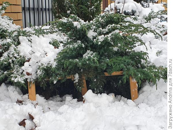 Под  большим кустом 4 подпорки со всех сторон.