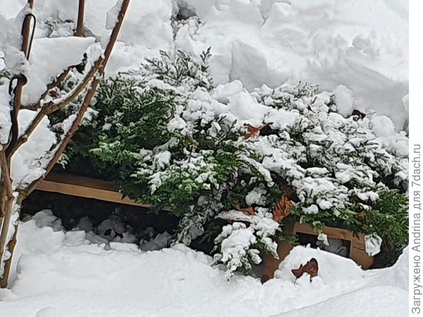 Низкий можжевельник, невысокие подпорки. 2 подпорки на куст