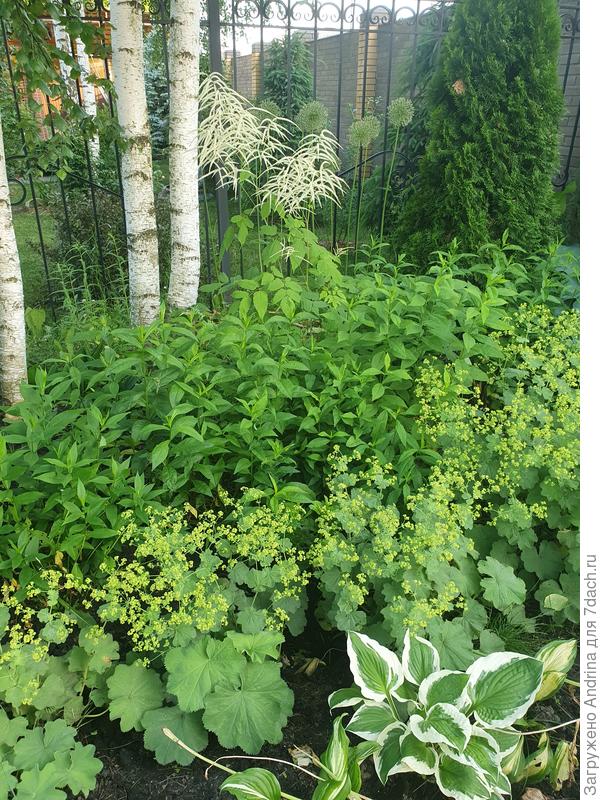 Мне кажется скучно( Тем более, когда отцвели манжетки, вид у них совсем не презентабельный и флоксы за ними тоже проигрывают от этого. Видны длинные, не всегда красивые, ноги, которые манжетки не закрывают