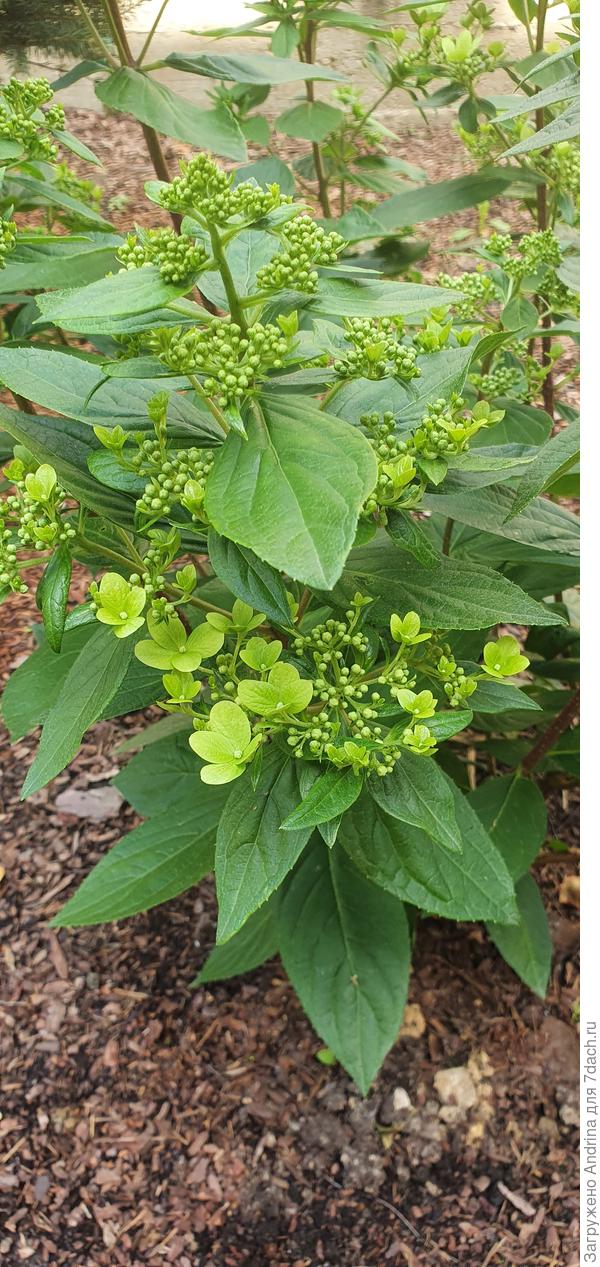 Конец июля, начало цветения