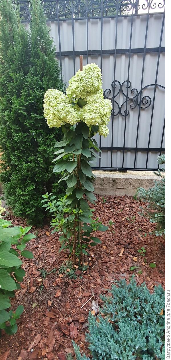 Вот такая Лайм Лайт в этом году. Боковых стеблей много, я их укорачивала,на следующий год все уберу.