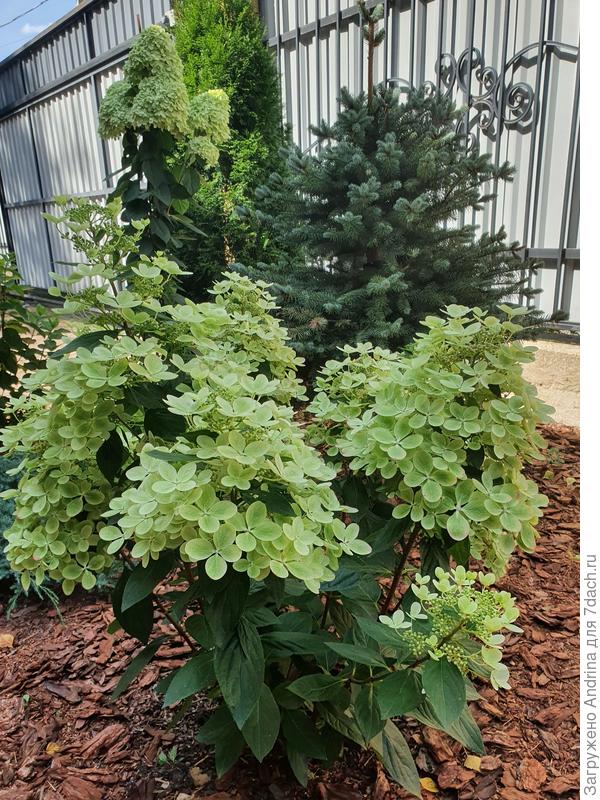 Середина августа