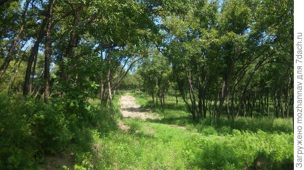 молодые дубы и черные березы