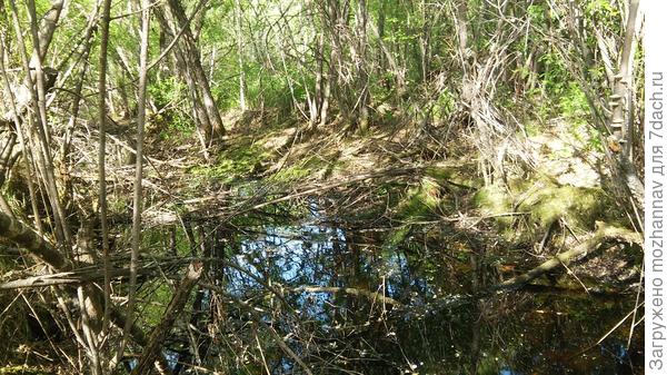 здесь часто плавают утки