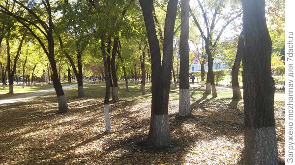 городской сквер, вот она какая Амурская осень