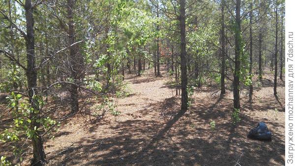 много лет назад на этом месте вели добычу полезных ископаемых, но природа взяла свое и здесь выросли сосны