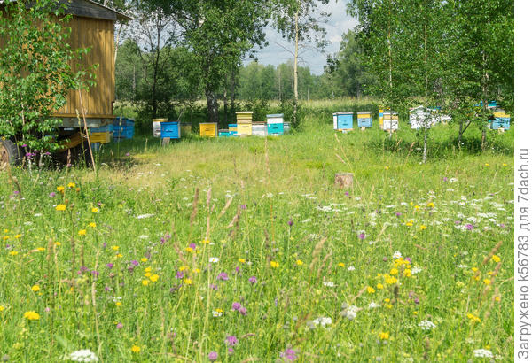 ПАСЕКА В ЛЕСУ. Июль 2017.