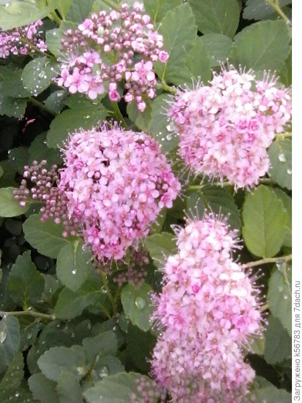 ЦВЕТЁТ СПИРЕЯ ВАНГУТТА