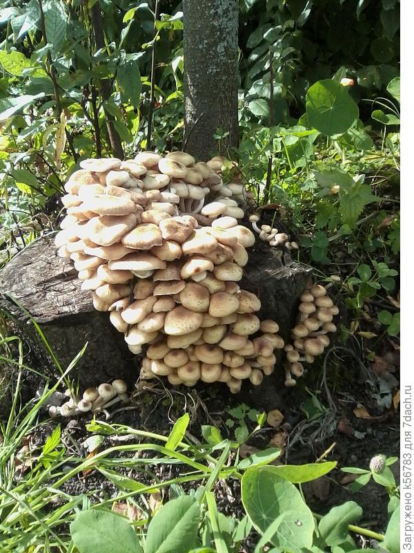 Людмила, а у меня опята на черемуховом пне растут :)