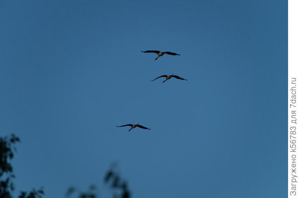 Там даже журавлям спокойно