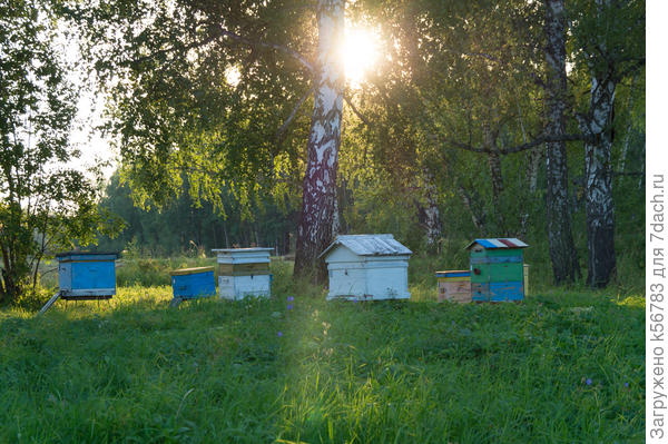 Пасека в августе