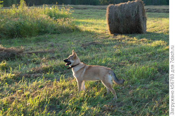 Теперь вместо Чипа на пасеке будет работать Кузя