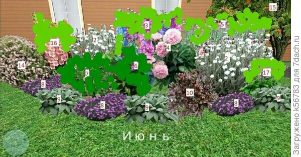 Цветут: пион, лихнис, гвоздика