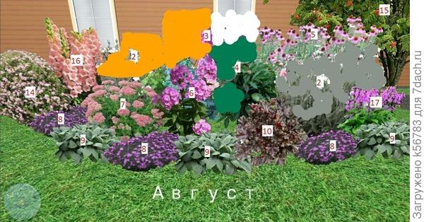 Цветут: львиный зев, очиток, флокс, буквица, эхинацея... дельфиниум и лихнис обрезаны... Гвоздика отцветает, но у неё декоративна розетка листьев после обрезки