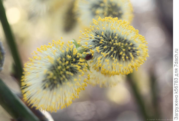 Верба цветёт