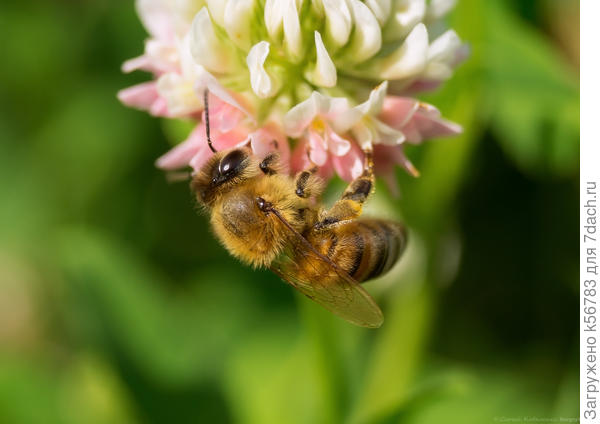 Пчела на цветке клевера