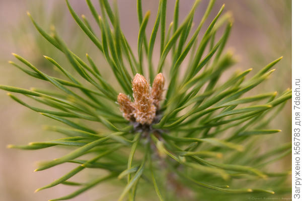 Веточка сосны с почками
