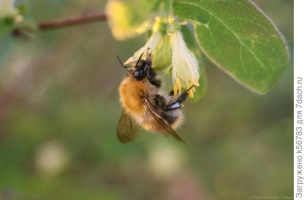 Шмель на цветке жимолости
