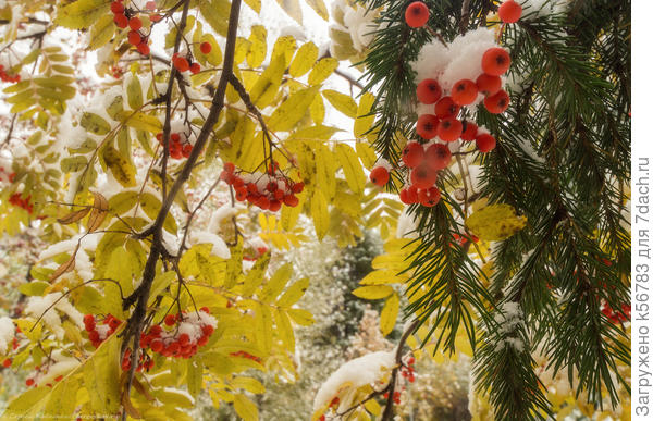 Первая встреча осени и зимы. Конец сентября 2016 г.