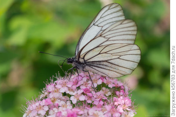Бабочка-капустница на цветке спиреи