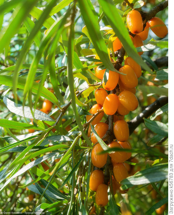 Облепиха - сибирский ананас