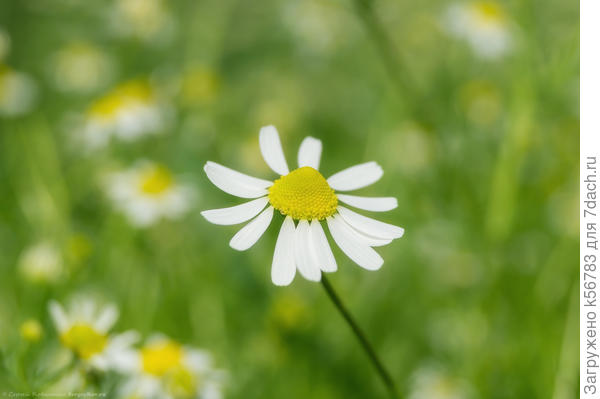 Вот ромашка лекарственная