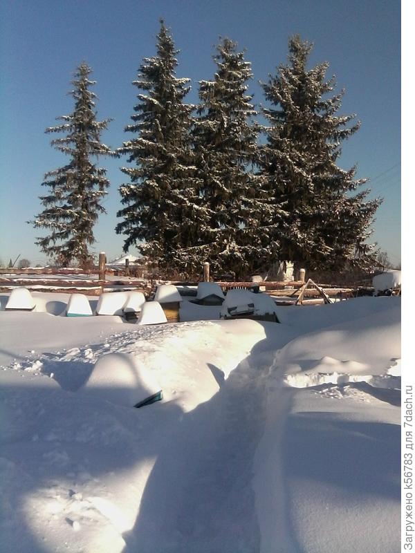 Ещё немного зимы :) такой пейзаж создают соседские ели, которым уже, наверное, лет шестьдесят...