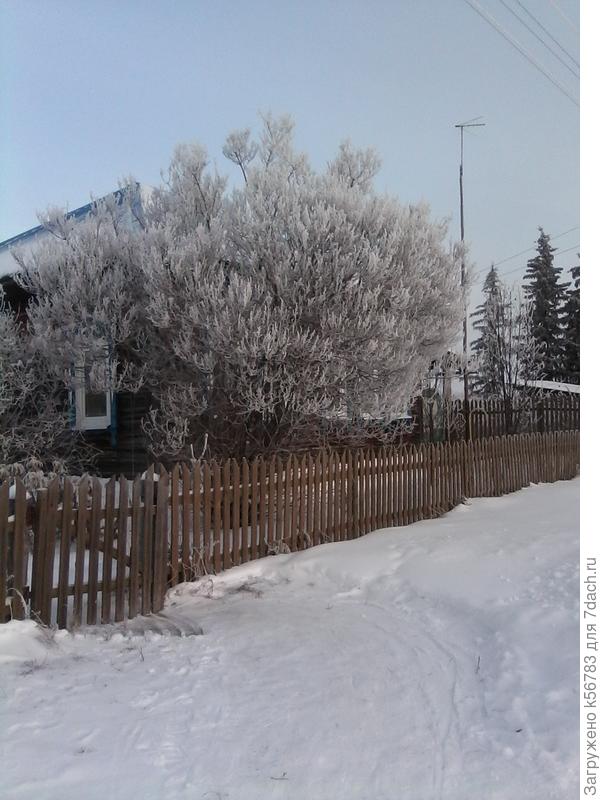 Сирень в инее